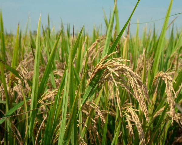 Дефицита риса не будет, хотя сырец отечественного производства может закончиться на рынке раньше обычного