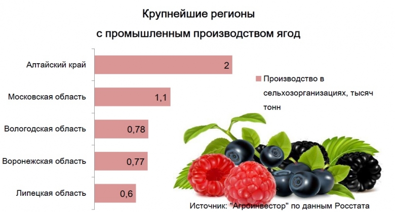 Производство ягод в сельхозорганизациях