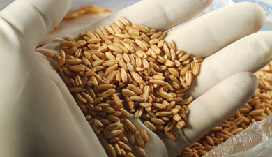 Изобретен прибор, находящий насекомых в хранящейся пшенице