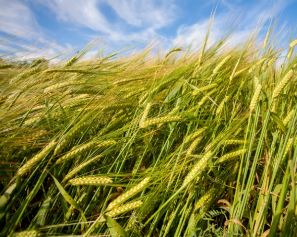 Пшеничные катаклизмы: основные проблемы при выращивании зерновых