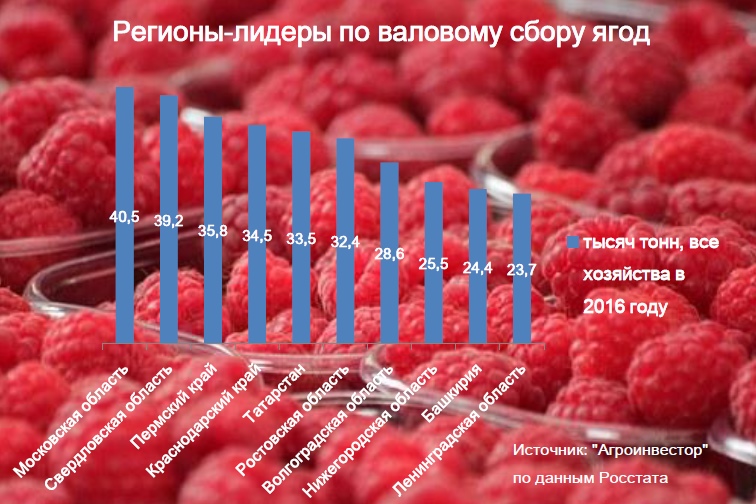 Московская область собрала больше всего ягод