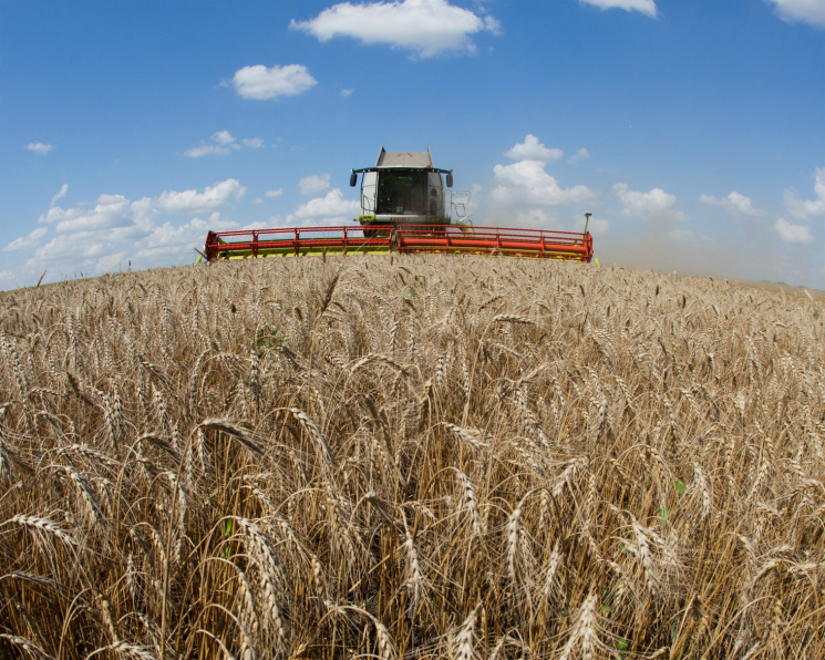 Управление фотосинтезом способно увеличить урожайность пшеницы
