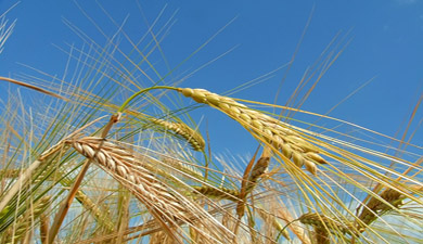 Пшеничные торги завершены