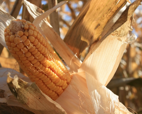 Золотой початок: обзор основных проблем выращивания кукурузы
