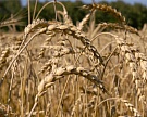 Прогноз урожая зерна снижен до 77?80 млн т