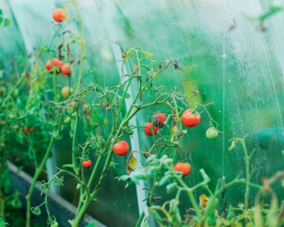 Новое исследование проливает свет на эволюцию томата