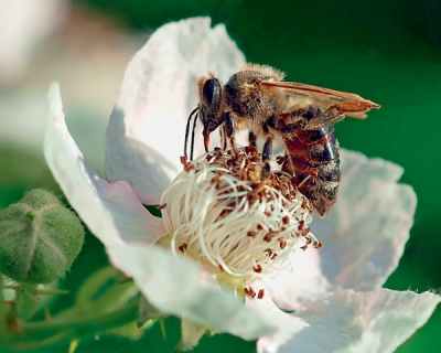 Популяция пчел в США стремительно уменьшается