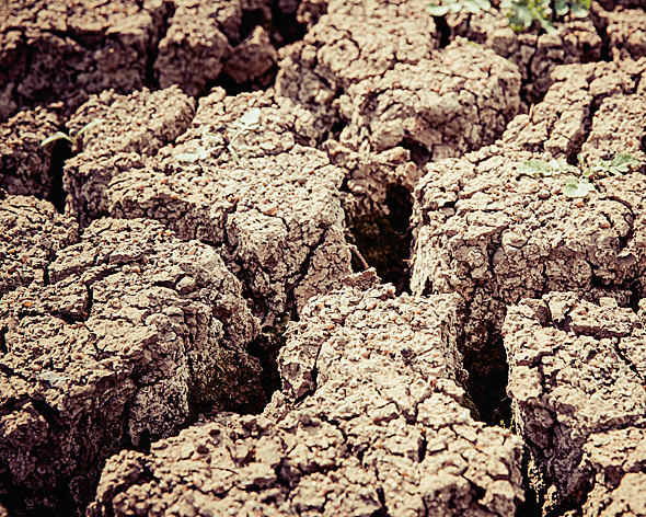 Засуха — главный риск растениеводов