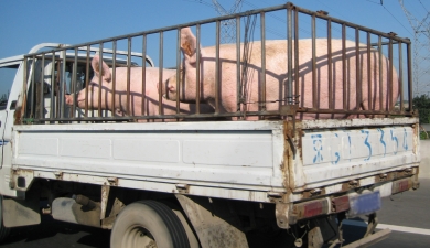 Свинья с загранпаспортом