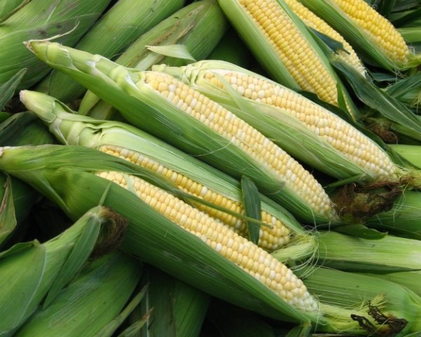 Кукуруза станет второй после пшеницы