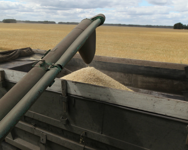 COFCO, крупнейшая продовольственная корпорация Китая, рассчитывает закупать в России не менее 1-2 млн т пшеницы в год
