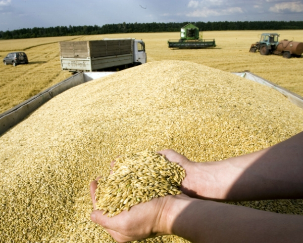 Качество зерна ограничивает экспорт