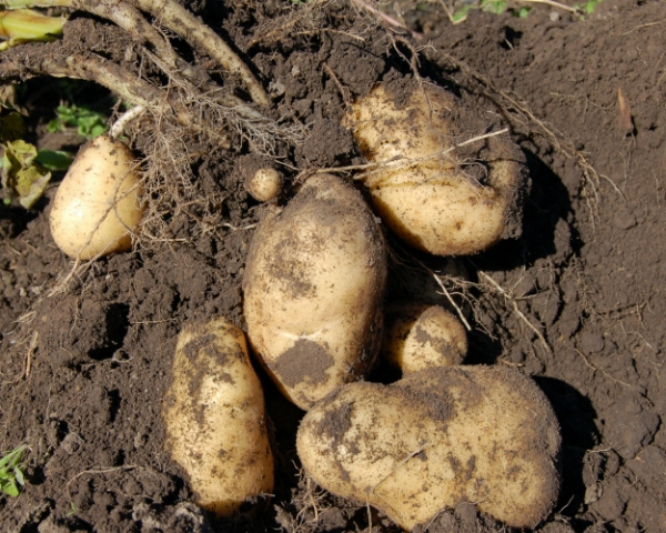 Конец картофеля. Если не консолидировать усилия по борьбе с заболеваниями картофеля, это растение может вскоре исчезнуть