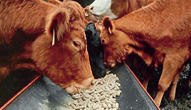 Коров кормят «защищенным белком»