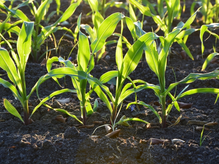 Экспансия гибридов. Анализ рынка семенного материала кукурузы, подсолнечника и рапса