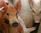 Карантин из-за вируса чумы свиней введен в Калужской области