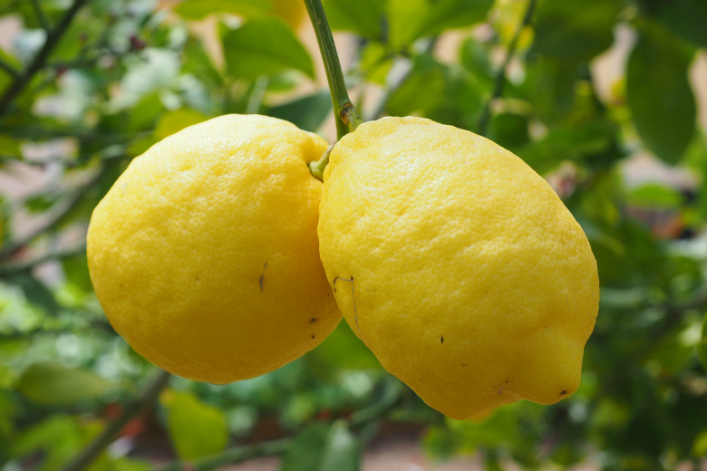 2.Лимоны