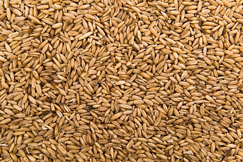Бизнес-сообщества стран БРИКС положительно оценили идею создания зерновой биржи