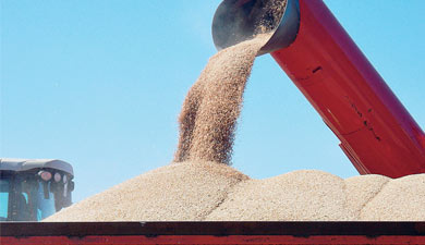 МЭР спрогнозировало зерно