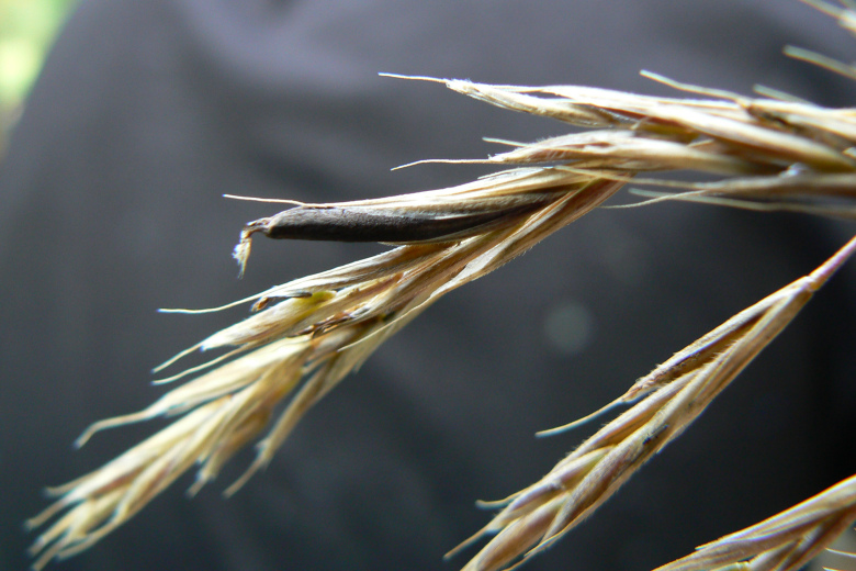 Война Египта со спорыньей в пшенице