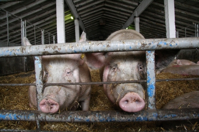 Польские фермеры отказываются от выращивания свиней из-за АЧС