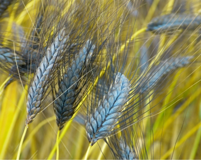 Древние сорта зерновых вернулись на поля