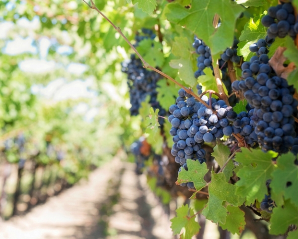 Агрофирма «Южная» стала лидером по сбору винограда в Краснодарском крае