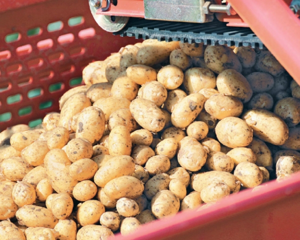 Рынок картофеля восстанавливается после рекорда. В 2017 году цены на продукцию должны немного увеличиться