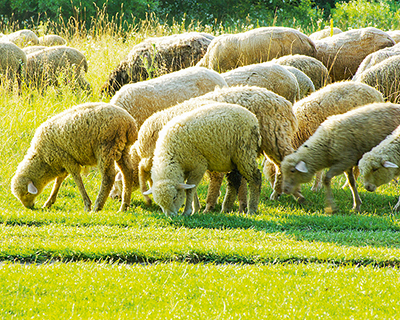 Овцеводство может быть технологичным бизнесом