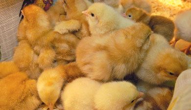НИИ пробиотиков защищает цыплят от бактерий