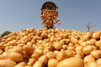 Black Earth Farming (BEF) купит производителя семенного картофеля
