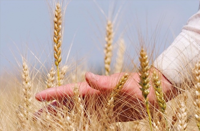 Объем мировой торговли зерном сократится на 1,1%