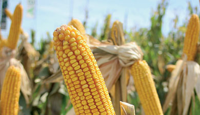 Кубань планирует урожай 2 млн т кукурузы
