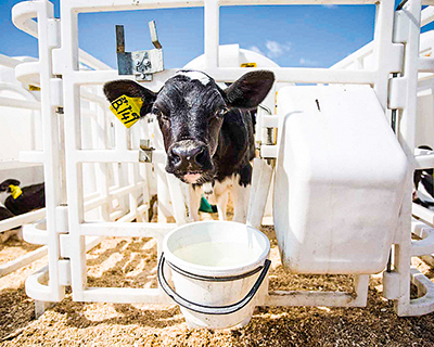 «Русмолко» открывает центр по воспроизводству стада