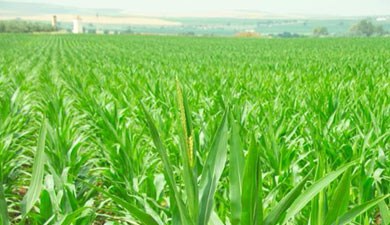 Новые линии кукурузы устойчивы к грибным токсинам