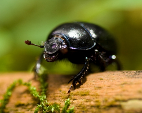 Навозные жуки уменьшают риск заражения КРС паразитами