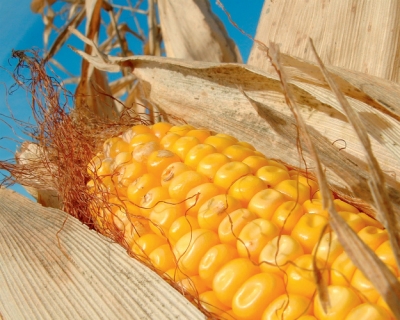 Кукурузный захват: интерес к кукурузе связан с развитием животноводства и увеличением экспортного потенциала
