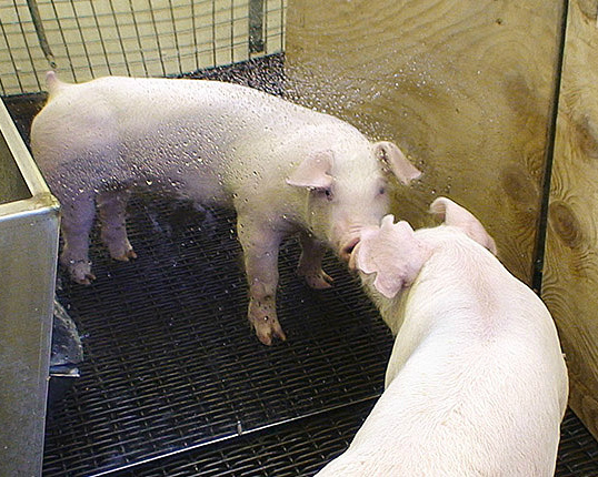 Свиньи предпочитают помещения, оснащенные зеркалами