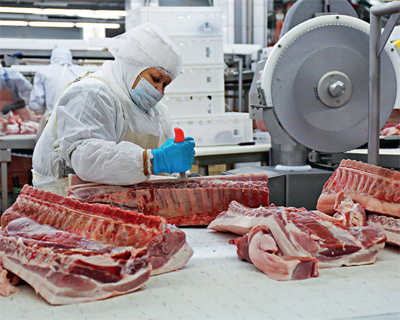 Промышленное свиноводство выросло на 320 тыс. тонн