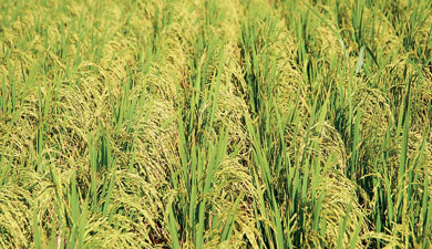 Рисовую пошлину увеличат на 70%