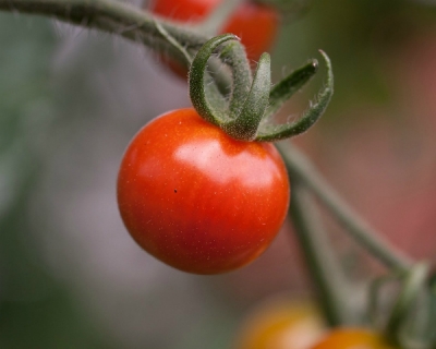 Усилить аромат томатов помогут сахара и кислоты