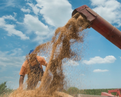 Пшеничный провал: потенциал зернового направления под вопросом