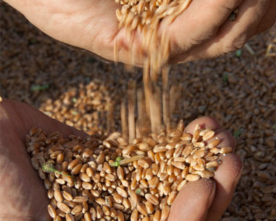Крым ожидает увеличения урожая зерновых на 8%