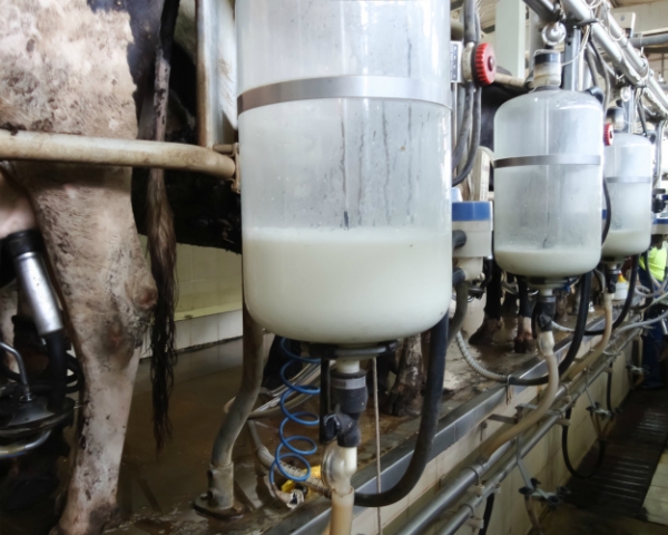 От сезонности пока не уйти. Объемы производства молока по-прежнему зависят от времени года