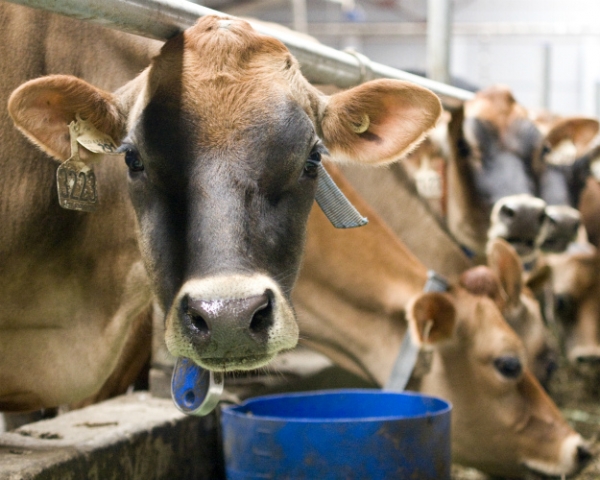 Кормовые добавки помогут коровам пережить жару
