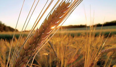 ВНИИБЗР автоматизировал защиту пшеницы
