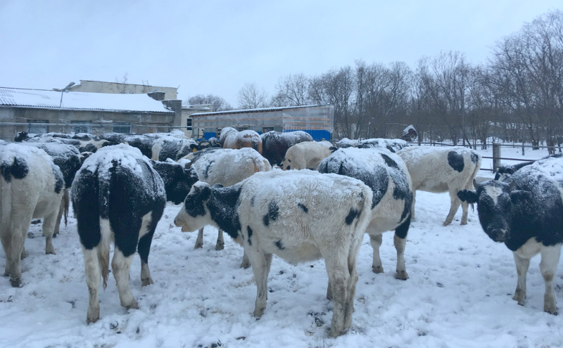 В одном из отдаленных районов Камчатки впервые за 20 лет открыли молочную ферму