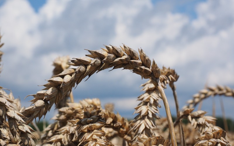 Рентабельность пшеницы в пределах одного хозяйства меняется 